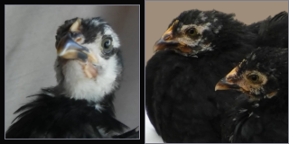 Black and White Chick, Two Pullets.