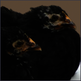 Two Pullets.