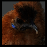 Rooster.