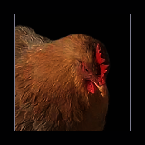 Hen.