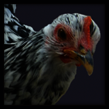 Black and White Hen.