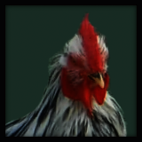 Black and White Rooster.