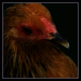 Hen.