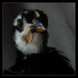 Black and White Chick.
