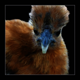 Cockerel.