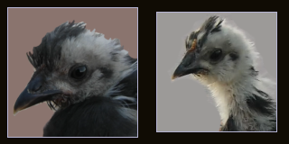 Pullet and Chick Portraits.