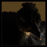 Pullet and Chick Portraits.