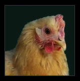 Pullet.