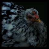 Black and White Pullet.