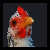 Black and White Cockerel.