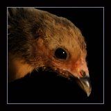 Pullet.