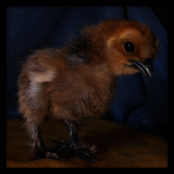 Chick.