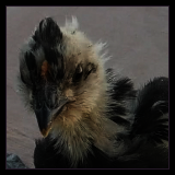 Pullet and Chick Portraits.