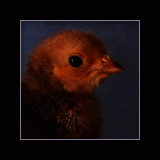 Chick.