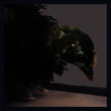 Black and White Faced Curly Feathered Chick.