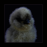Chick Portrait.