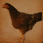 Young Hen Standing.