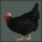 Single Combed Black Hen Walking.
