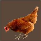 Red Hen.