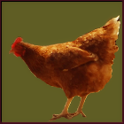 Orange Hen.