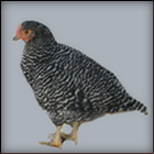 Barred Pullet Standing.
