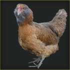 Bearded Wheaten Hen Standing.