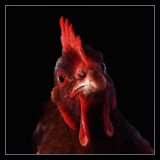 Hen Close Up.