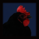Black Copper Maran Hen.