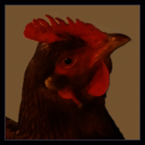 Red Hen.