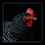 Barred Hen.