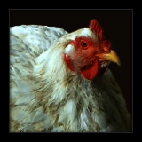 Big White Hen.