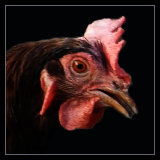 Pullet Close Up.