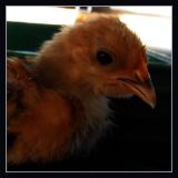 Orange Cockerel.