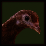 Pullet.