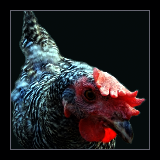 Barret Pullet.