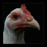 Big White Pullet.