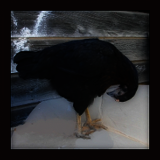 Black Pullet With Head Looking Down.