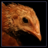 Pullet Close Up.