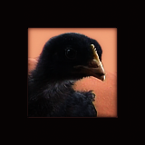 Chick Close Up.