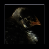 Chick.