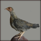 Small Pullet Perching.