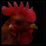 Single Combed Bantam Rooster Headshot.