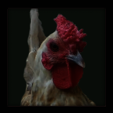 White Laced Buff Rooster.