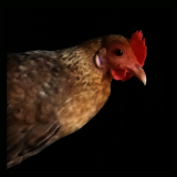 Tiny Hen.