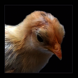 Buff Chick Portrait.