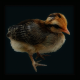 Chick Portrait.
