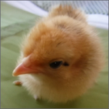 Fuzzy Little Chick.