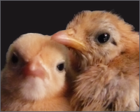 Two Very Tiny Chicks.