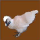 White Rooster With Purple Skin.