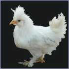 White Rooster With Feathered Feet and Vulture Hocks.